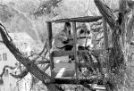 Judy collins Joni mitchell laurel canyon tree house